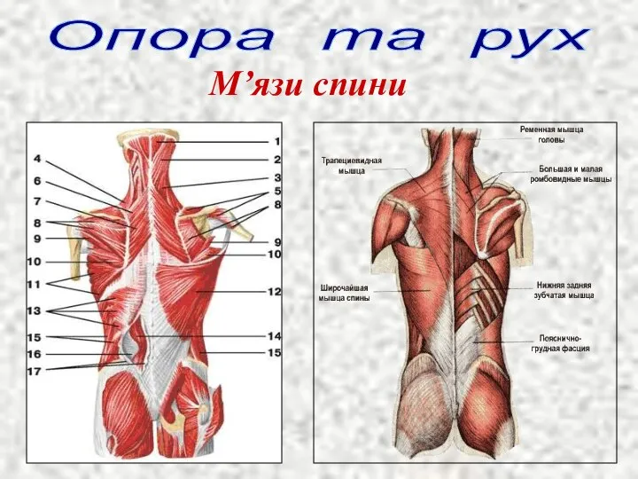 Опора та рух М’язи спини