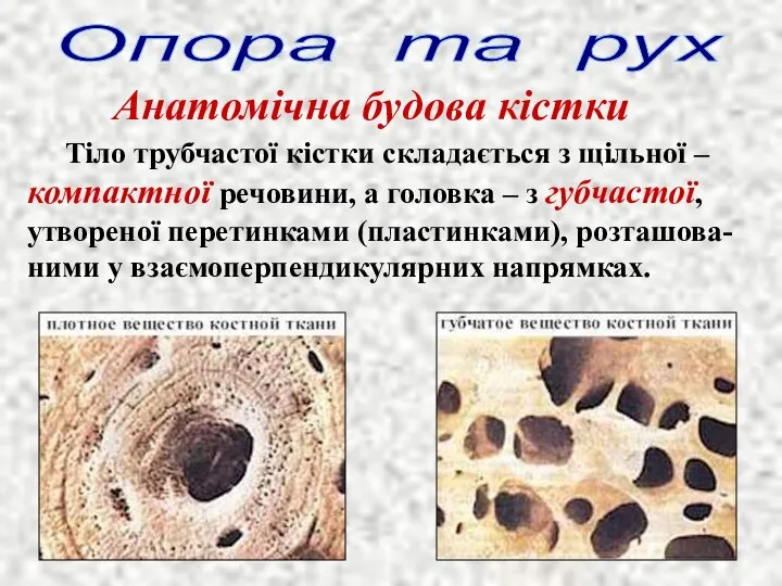 Опора та рух Анатомічна будова кістки Тіло трубчастої кістки складається з щільної