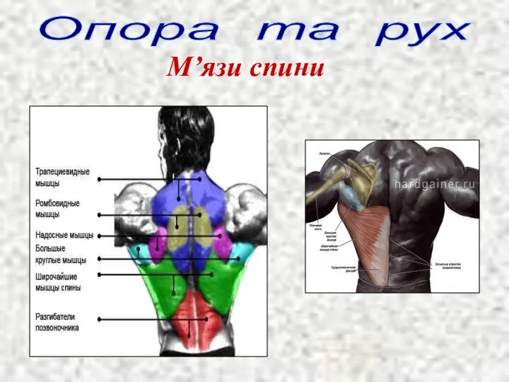 Опора та рух М’язи спини