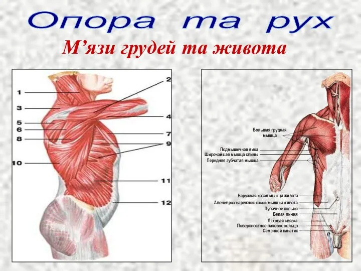 Опора та рух М’язи грудей та живота