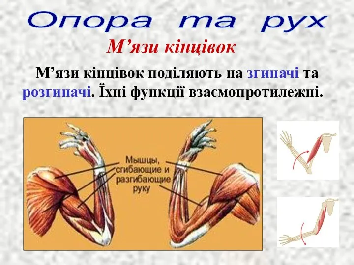 Опора та рух М’язи кінцівок М’язи кінцівок поділяють на згиначі та розгиначі. Їхні функції взаємопротилежні.