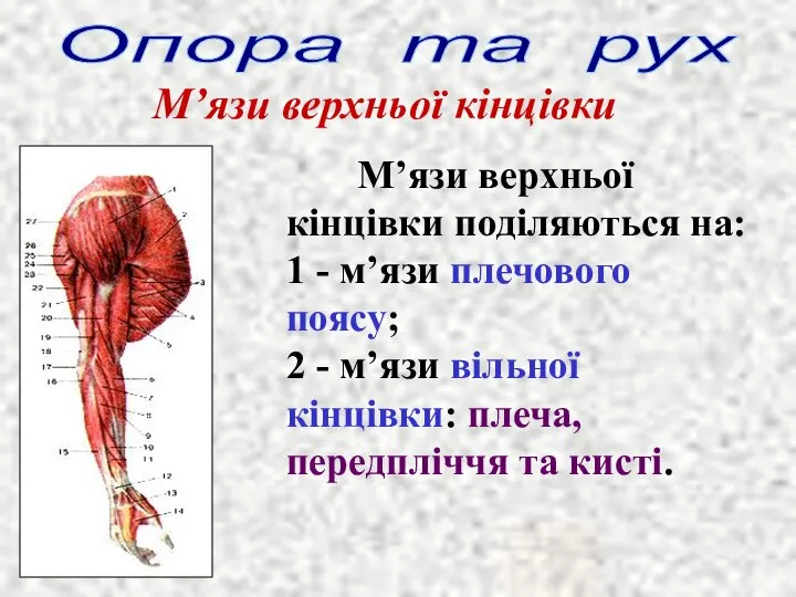 Опора та рух М’язи верхньої кінцівки М’язи верхньої кінцівки поділяються на: 1