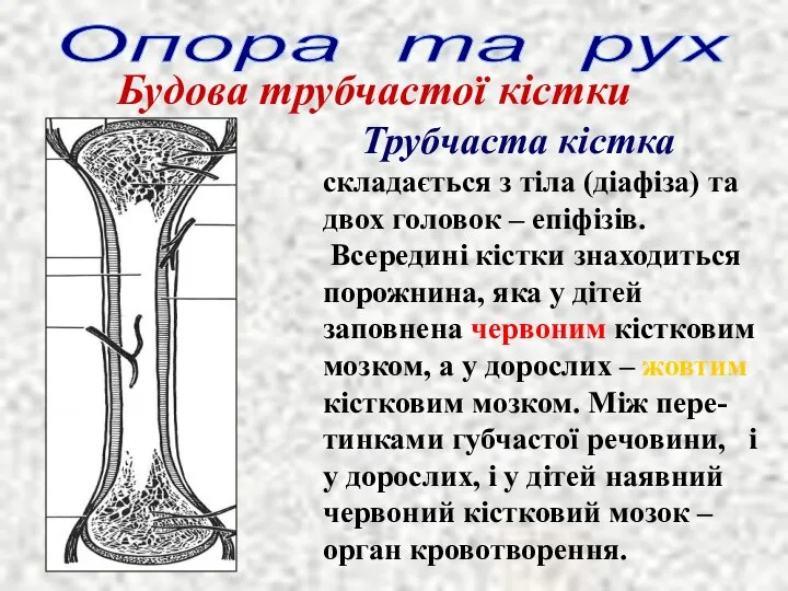 Опора та рух Будова трубчастої кістки Трубчаста кістка складається з тіла (діафіза)