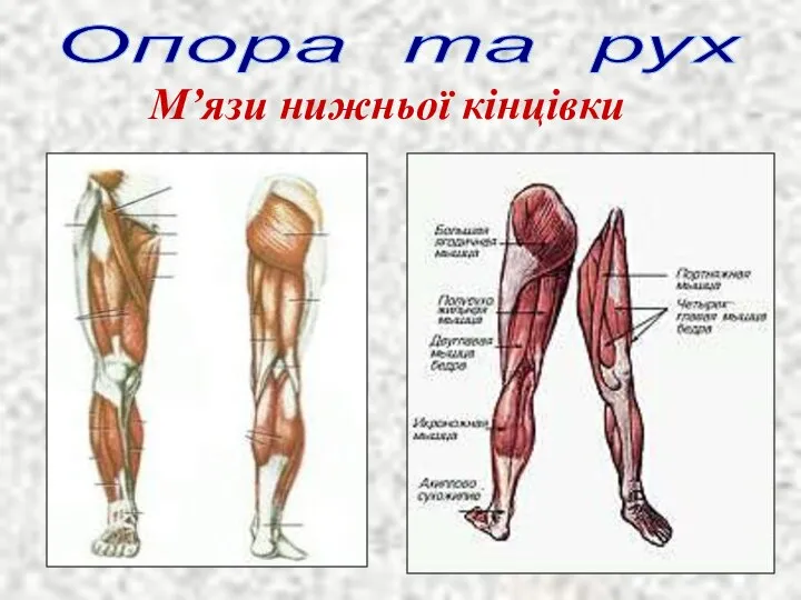 Опора та рух М’язи нижньої кінцівки
