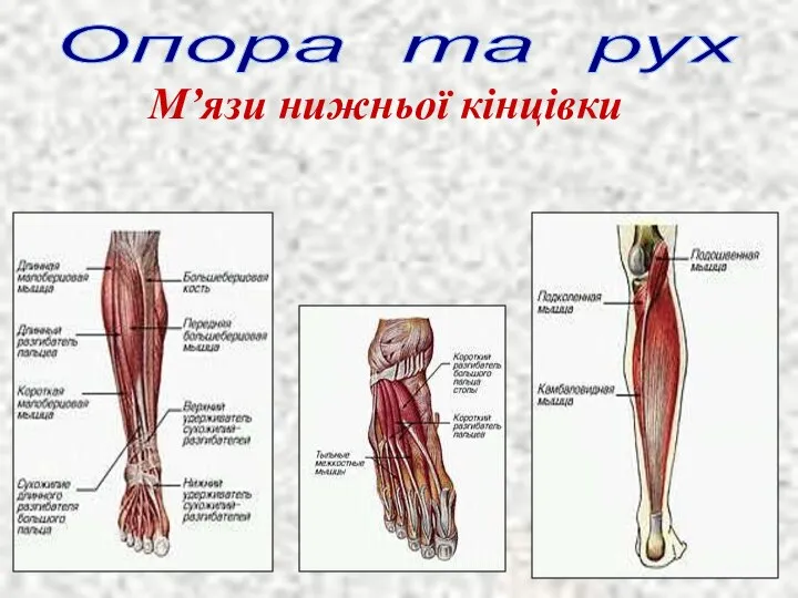 Опора та рух М’язи нижньої кінцівки