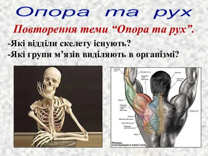 Опора та рух Повторення теми “Опора та рух”. Які відділи скелету існують?