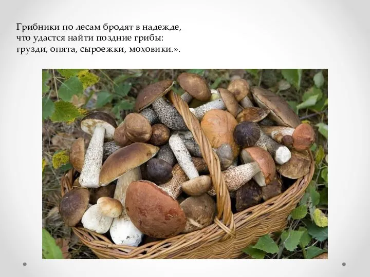 Грибники по лесам бродят в надежде, что удастся найти поздние грибы: грузди, опята, сыроежки, моховики.».