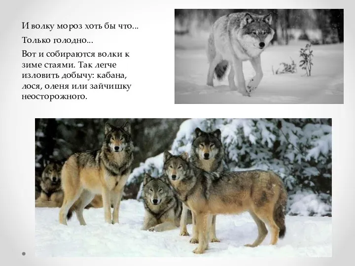 И волку мороз хоть бы что... Вот и собираются волки к зиме