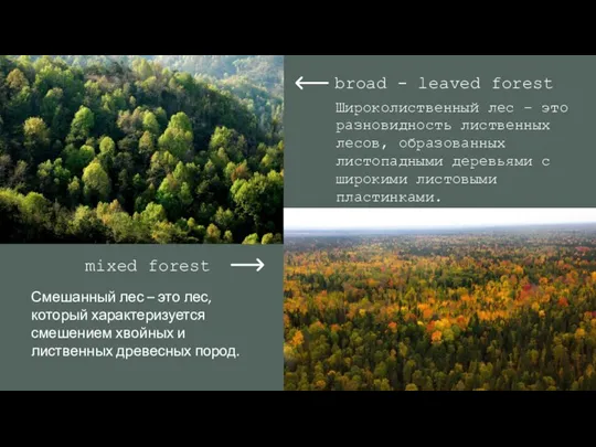 mixed forest Смешанный лес – это лес, который характеризуется смешением хвойных и