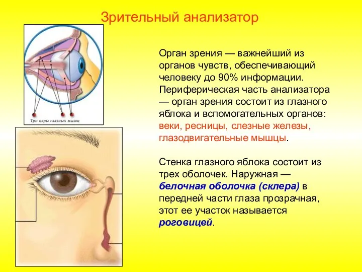 Зрительный анализатор Орган зрения — важнейший из органов чувств, обеспечивающий человеку до