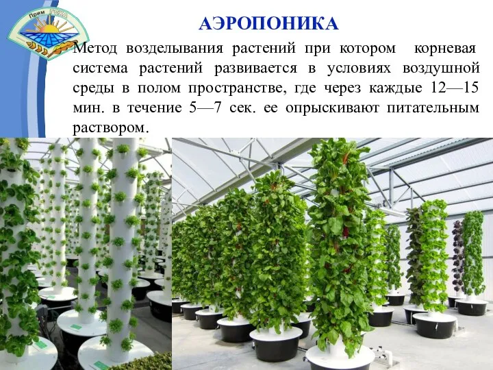 АЭРОПОНИКА Слайд 14 Метод возделывания растений при котором корневая система растений развивается