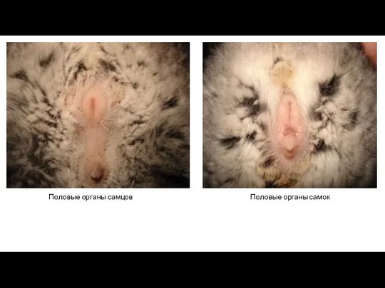 Половые органы самцов Половые органы самок