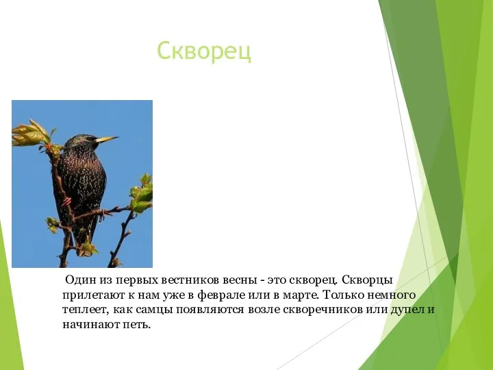 Скворец Один из первых вестников весны - это скворец. Скворцы прилетают к