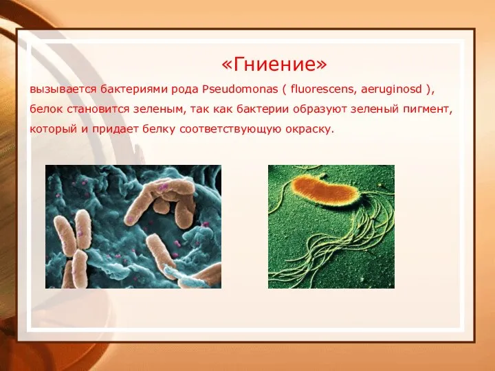 вызывается бактериями рода Pseudomonas ( fluorescens, aeruginosd ), белок становится зеленым, так