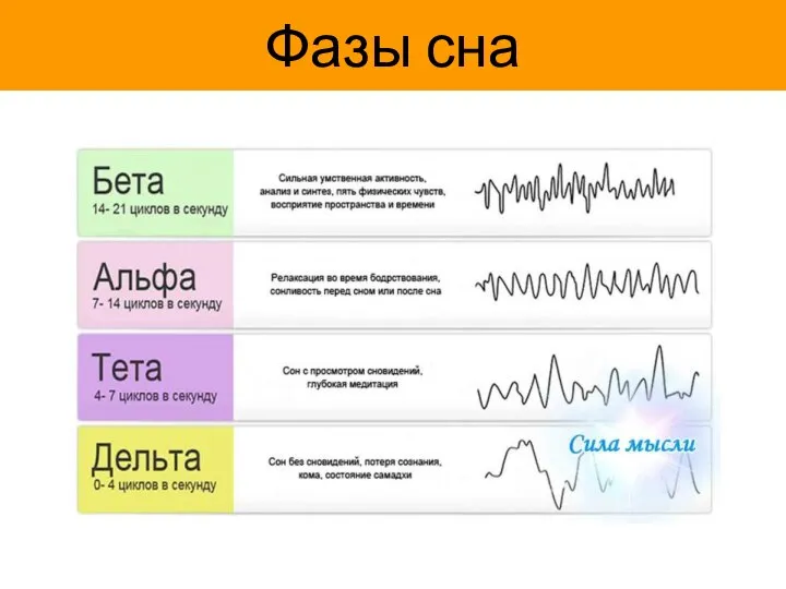 Фазы сна