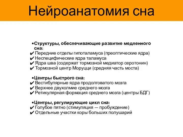 Нейроанатомия сна Структуры, обеспечивающие развитие медленного сна: Передние отделы гипоталамуса (преоптические ядра)