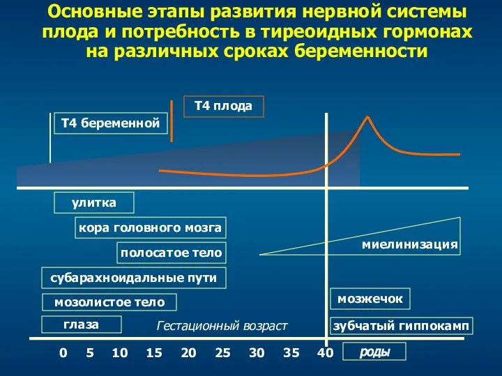 Основные этапы развития нервной системы плода и потребность в тиреоидных гормонах на