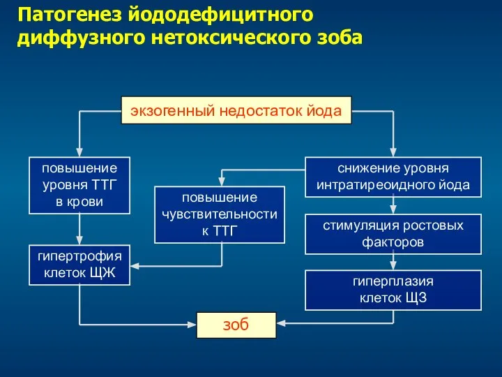 Патогенез йододефицитного диффузного нетоксического зоба экзогенный недостаток йода повышение уровня ТТГ в