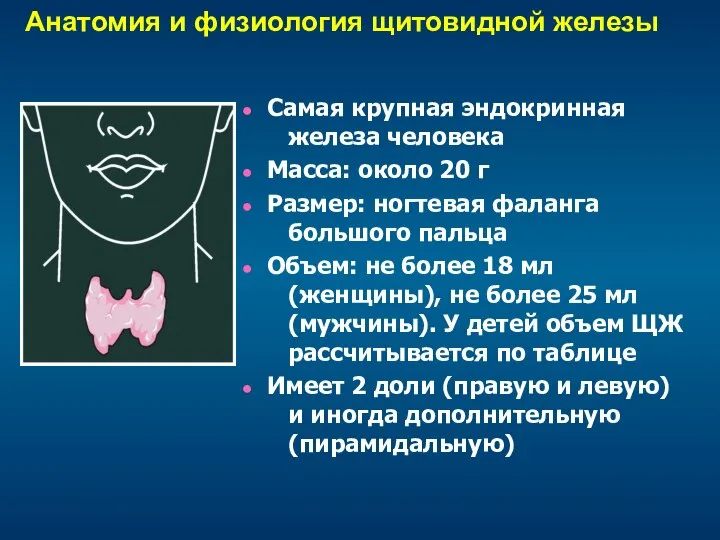 Анатомия и физиология щитовидной железы Самая крупная эндокринная железа человека Масса: около