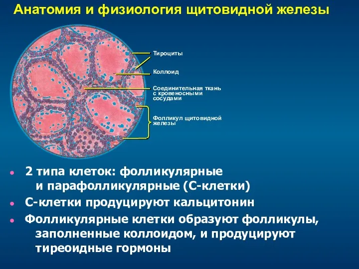 Анатомия и физиология щитовидной железы 2 типа клеток: фолликулярные и парафолликулярные (С-клетки)