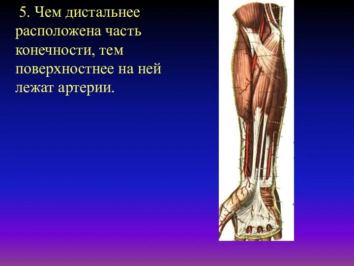 5. Чем дистальнее расположена часть конечности, тем поверхностнее на ней лежат артерии.