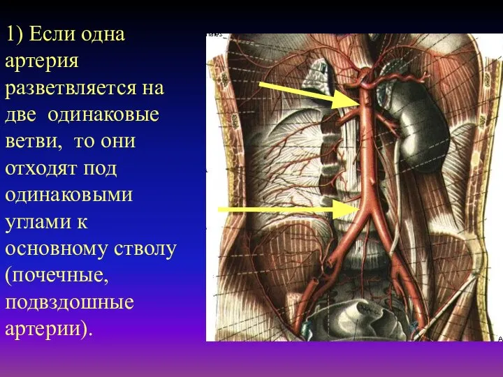 1) Если одна артерия разветвляется на две одинаковые ветви, то они отходят