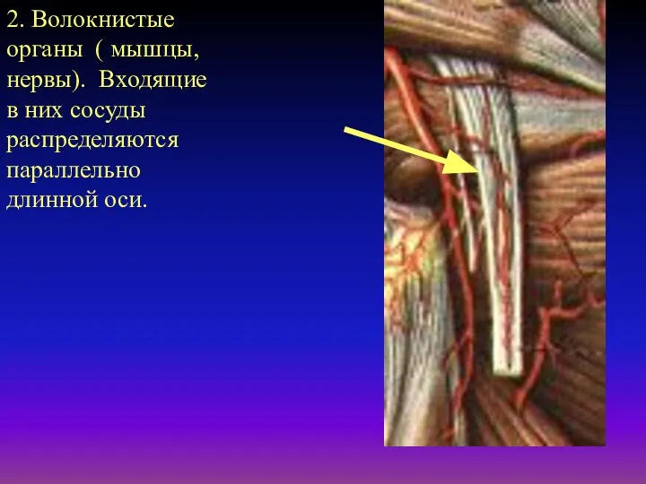 2. Волокнистые органы ( мышцы, нервы). Входящие в них сосуды распределяются параллельно длинной оси.