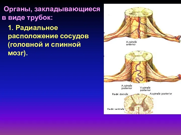 Органы, закладывающиеся в виде трубок: 1. Радиальное расположение сосудов (головной и спинной мозг).