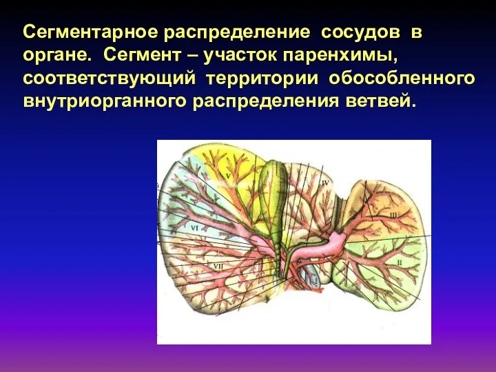 Сегментарное распределение сосудов в органе. Сегмент – участок паренхимы, соответствующий территории обособленного внутриорганного распределения ветвей.