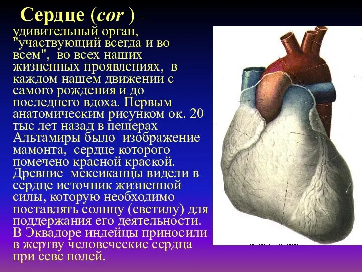 Сердце (cor ) – удивительный орган, "участвующий всегда и во всем", во