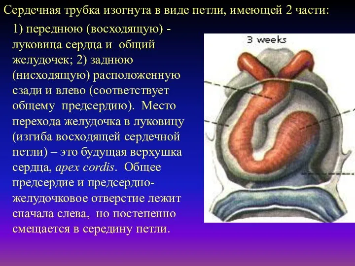 Сердечная трубка изогнута в виде петли, имеющей 2 части: 1) переднюю (восходящую)