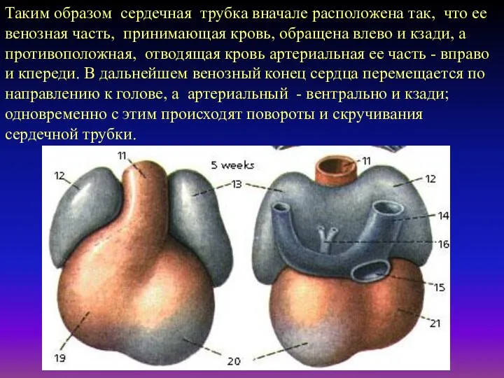 Таким образом сердечная трубка вначале расположена так, что ее венозная часть, принимающая