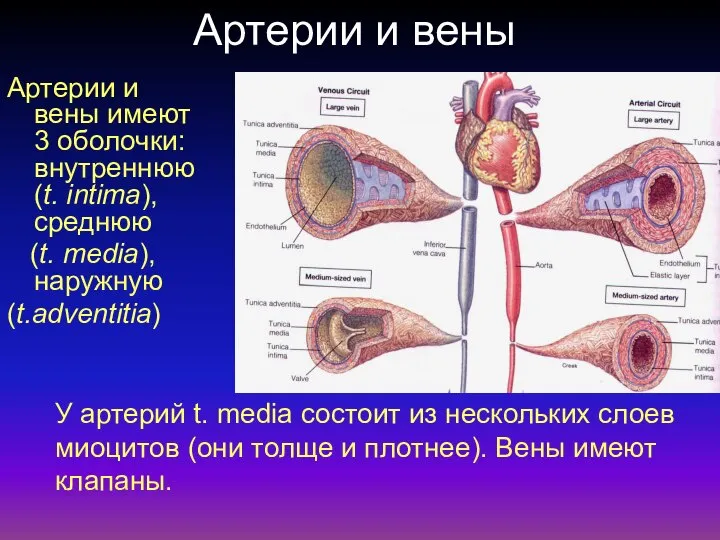 Артерии и вены Артерии и вены имеют 3 оболочки: внутреннюю (t. intima),