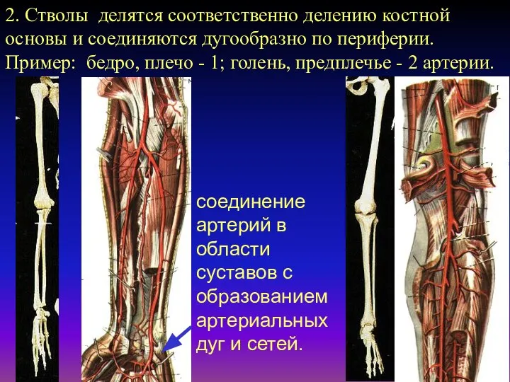 2. Стволы делятся соответственно делению костной основы и соединяются дугообразно по периферии.