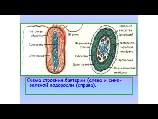 Схема строения бактерии (слева и сине-зеленой водоросли (справа).