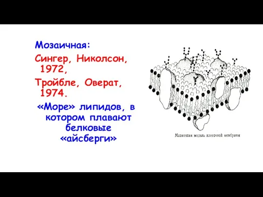 Мозаичная: Сингер, Николсон, 1972, Тройбле, Оверат, 1974. «Море» липидов, в котором плавают белковые «айсберги»