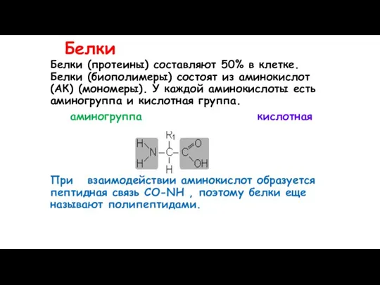 Белки Белки (протеины) составляют 50% в клетке. Белки (биополимеры) состоят из аминокислот