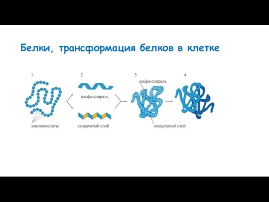 Белки, трансформация белков в клетке