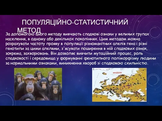 ПОПУЛЯЦІЙНО-СТАТИСТИЧНИЙ МЕТОД За допомогою цього методу вивчають спадкові ознаки у великих групах