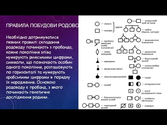 ПРАВИЛА ПОБУДОВИ РОДОВОДІВ Необхідно дотримуватися певних правил: складання родоводу починають з пробанда,