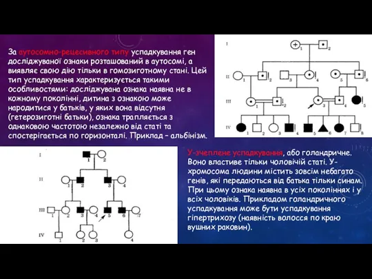 За аутосомно-рецесивного типу успадкування ген досліджуваної ознаки розташований в аутосомі, а виявляє