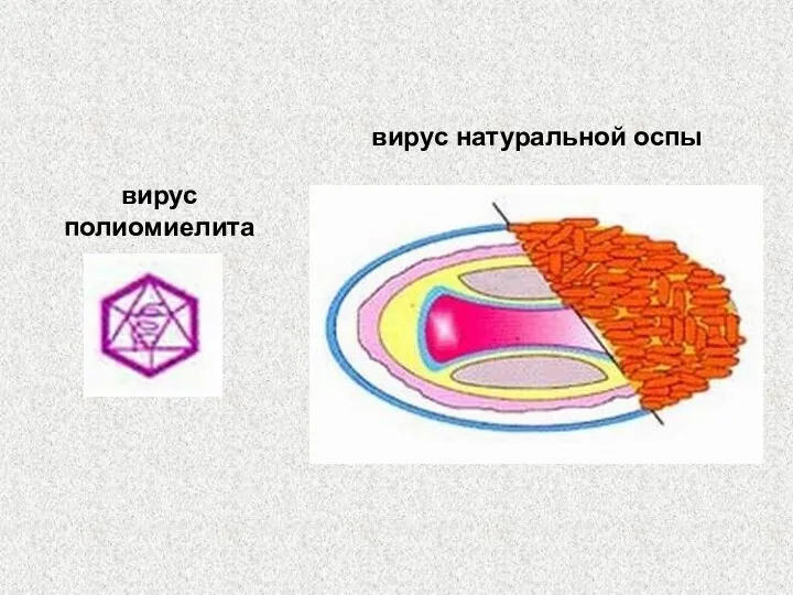 вирус натуральной оспы вирус полиомиелита