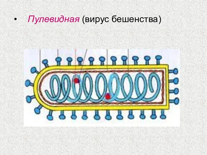 Пулевидная (вирус бешенства)