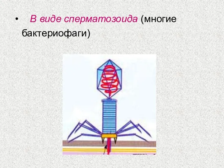 В виде сперматозоида (многие бактериофаги)
