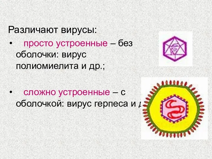 Различают вирусы: просто устроенные – без оболочки: вирус полиомиелита и др.; сложно