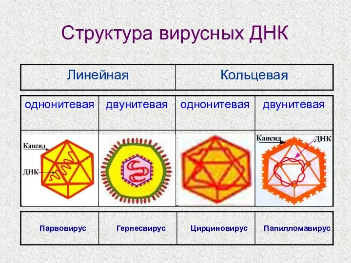 Структура вирусных ДНК