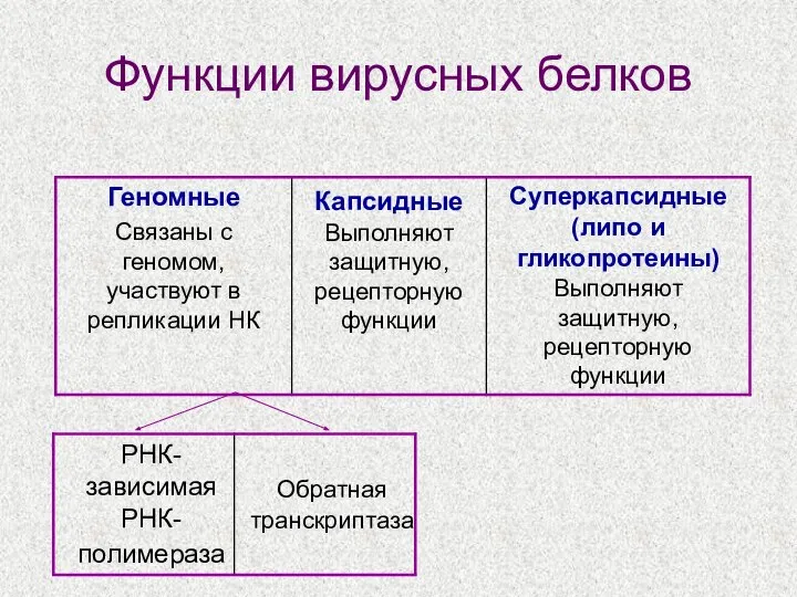 Функции вирусных белков