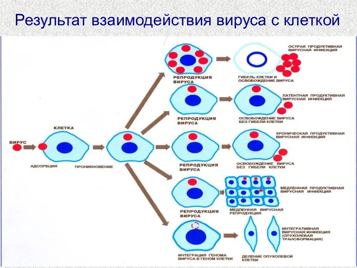 Результат взаимодействия вируса с клеткой