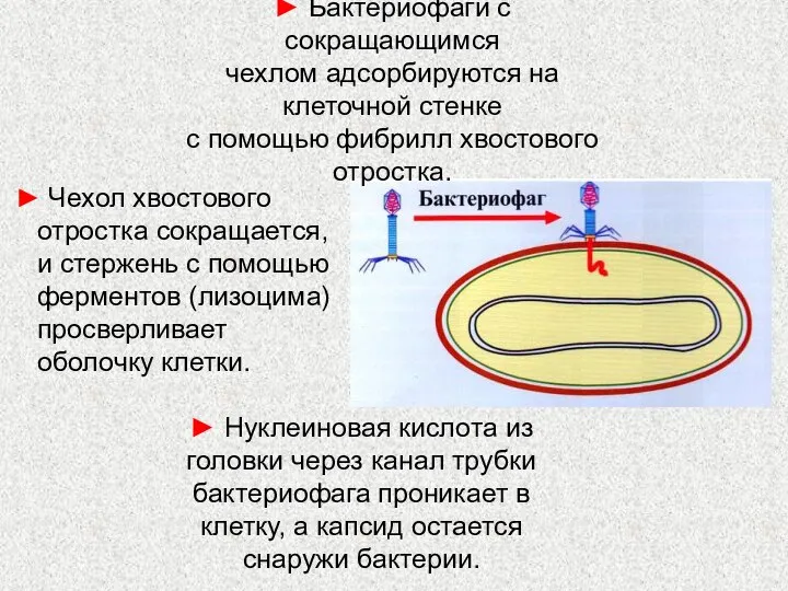 ► Чехол хвостового отростка сокращается, и стержень с помощью ферментов (лизоцима) просверливает