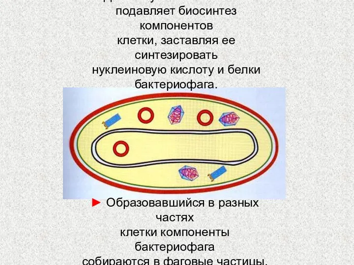 ► Далее нуклеиновая кислота подавляет биосинтез компонентов клетки, заставляя ее синтезировать нуклеиновую